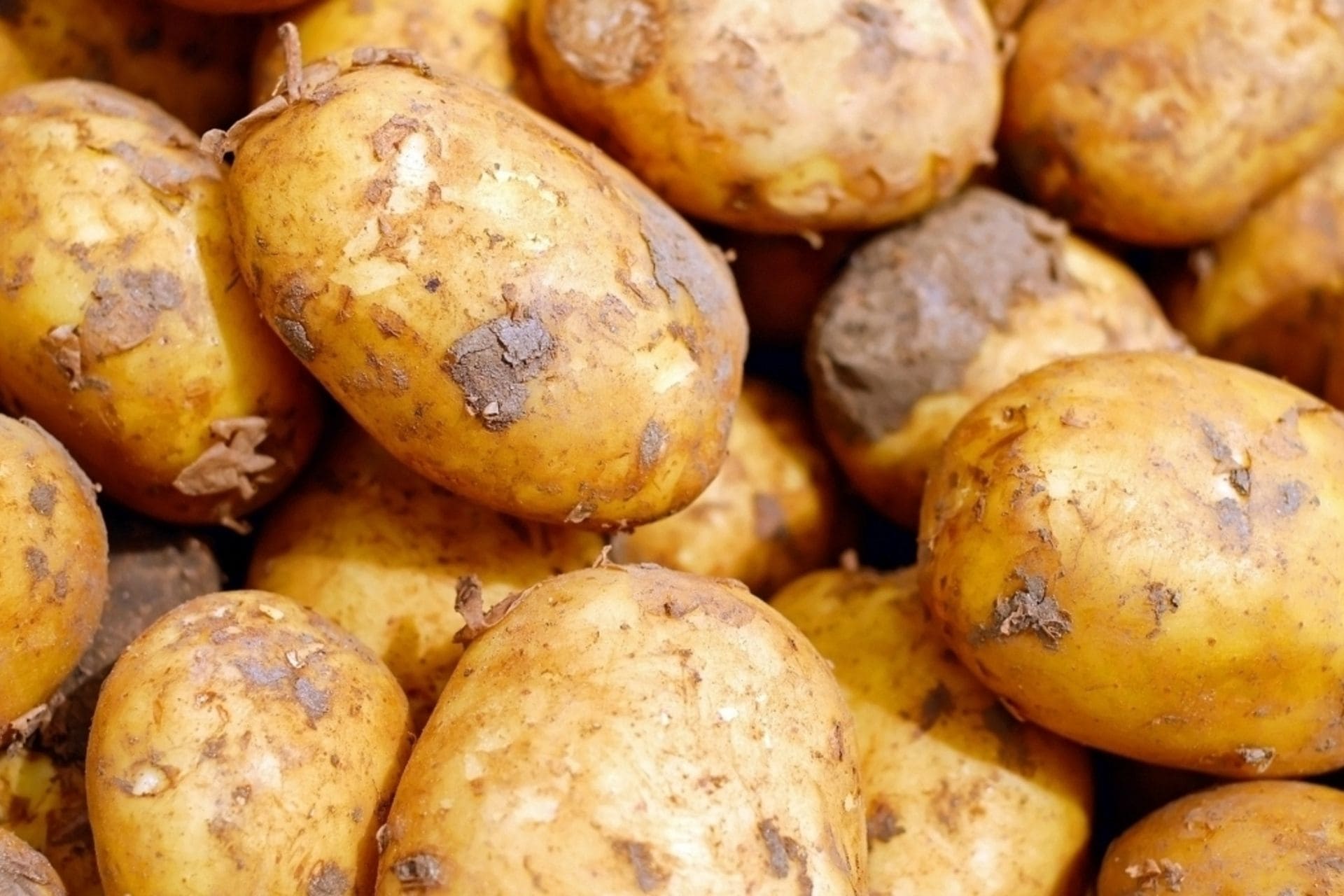 Поставка картофеля